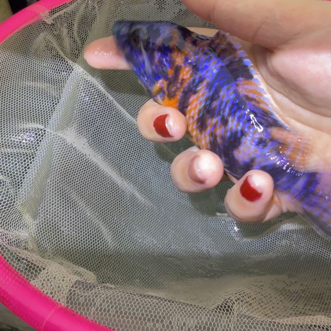 一***式慈鲷鱼60号ob 孔雀黑纱