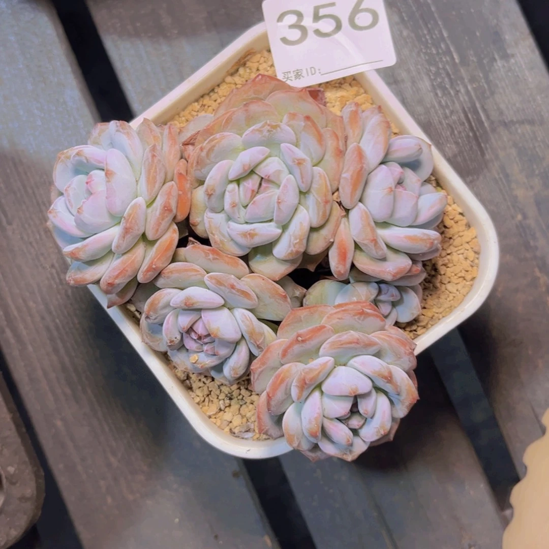 #356 不拍冷链不售后