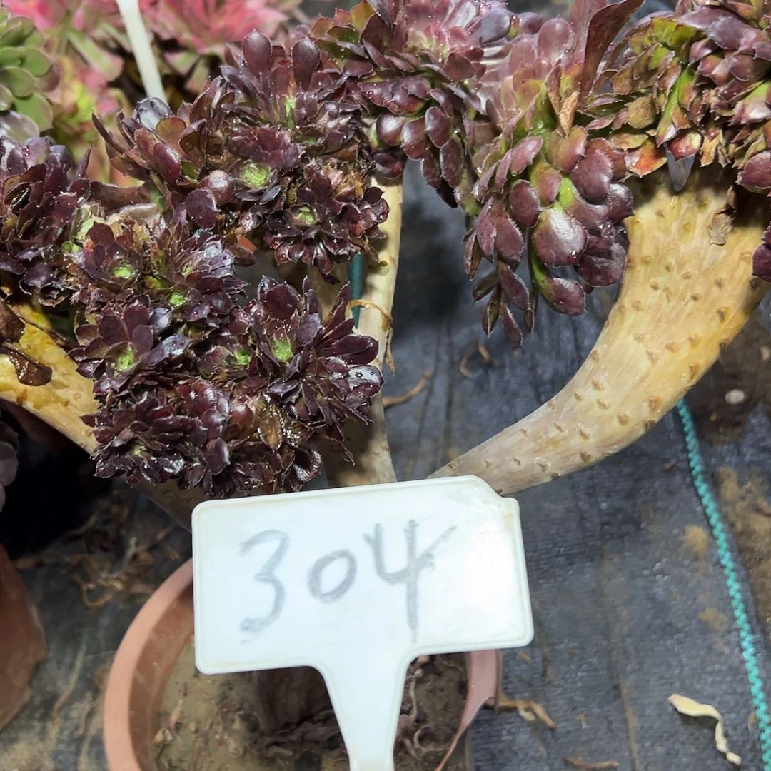 多肉植物铜壶一体化304