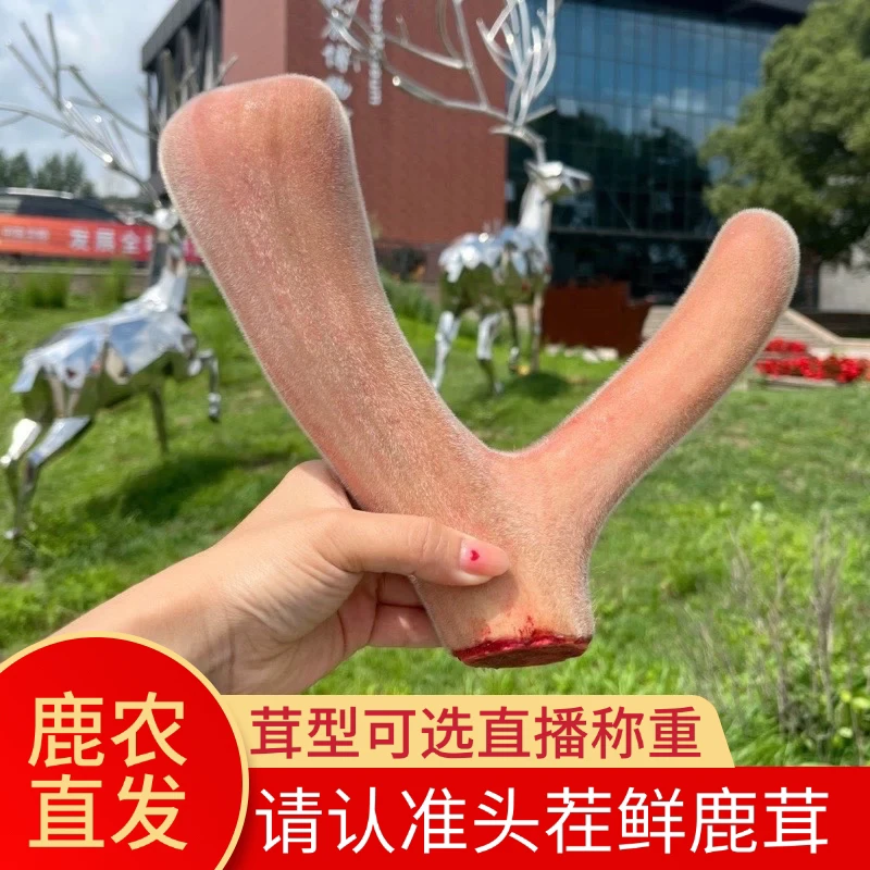 鹿小薇•新鲜可切片鹿茸头茬整枝鹿茸泡酒专用鹿茸片煲汤直播称重