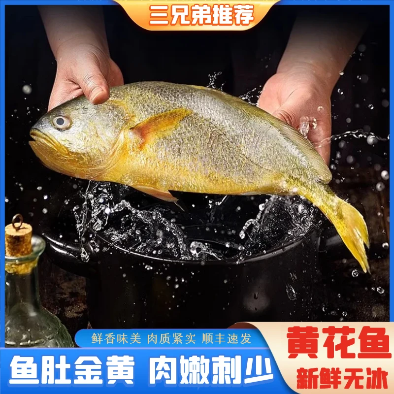 【三兄弟推荐】大黄花鱼海鲜水产大黄鱼新鲜批发整箱3条约1.2斤/条