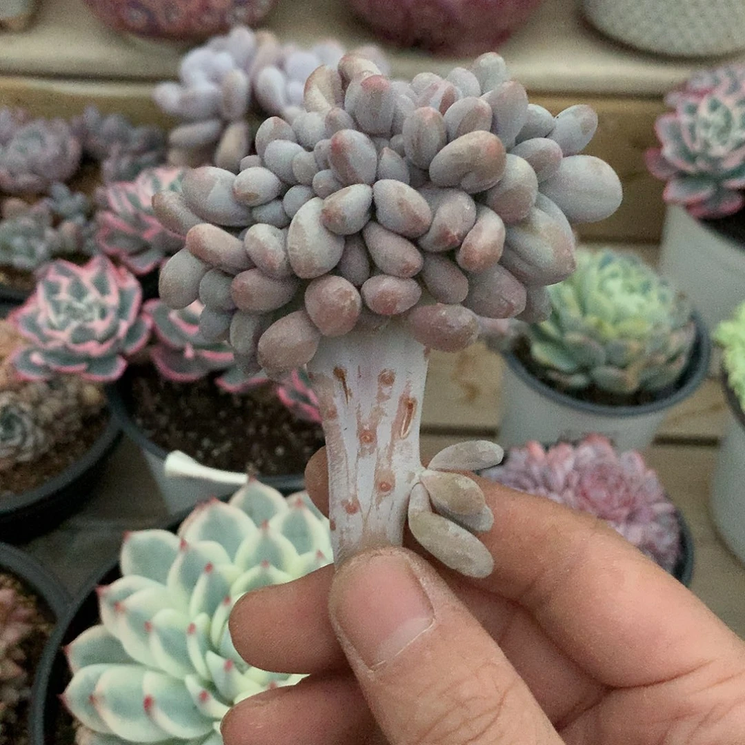 施***鱼鱼的汤圆缀一颗11111111