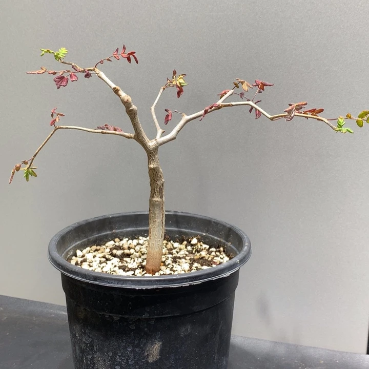 滔天橄榄实生带盆