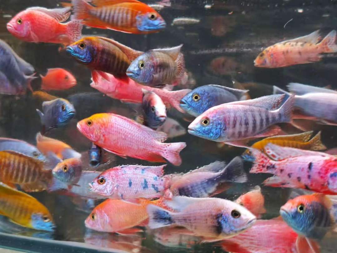 三湖慈鲷直播间改链接专用