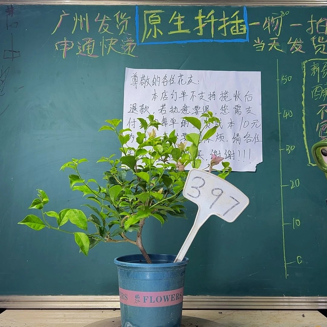 当前无花栽培后可以开花  雪紫 小造型 397