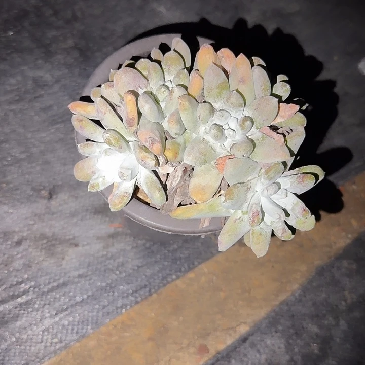 乐***蛙拇指仙女杯多肉植物