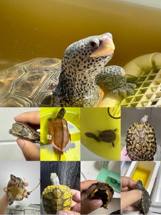 直播专属链接活体宠物龟