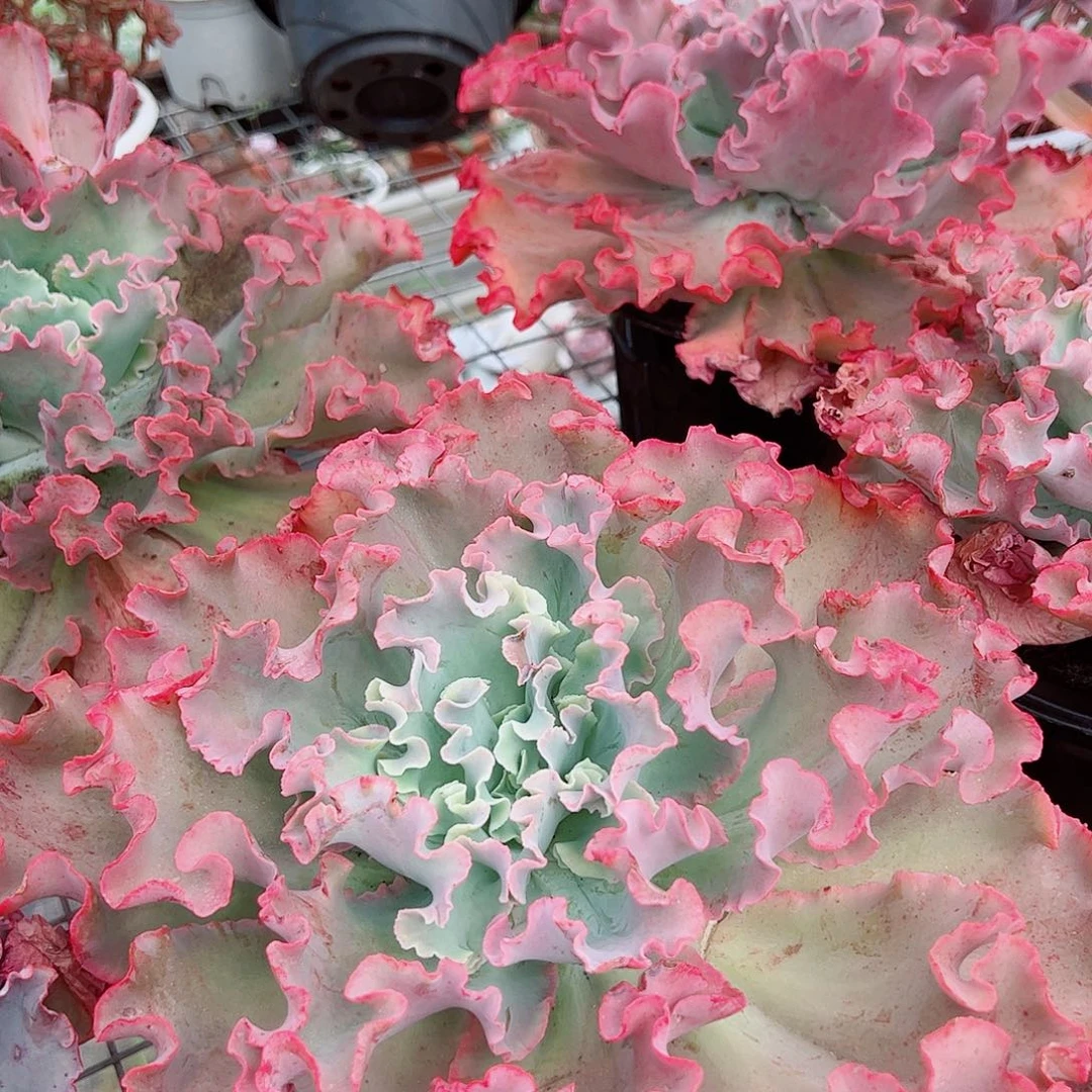 高沙之翁特大大单头精品特价