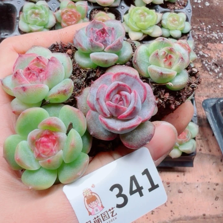 多肉植物多肉植物