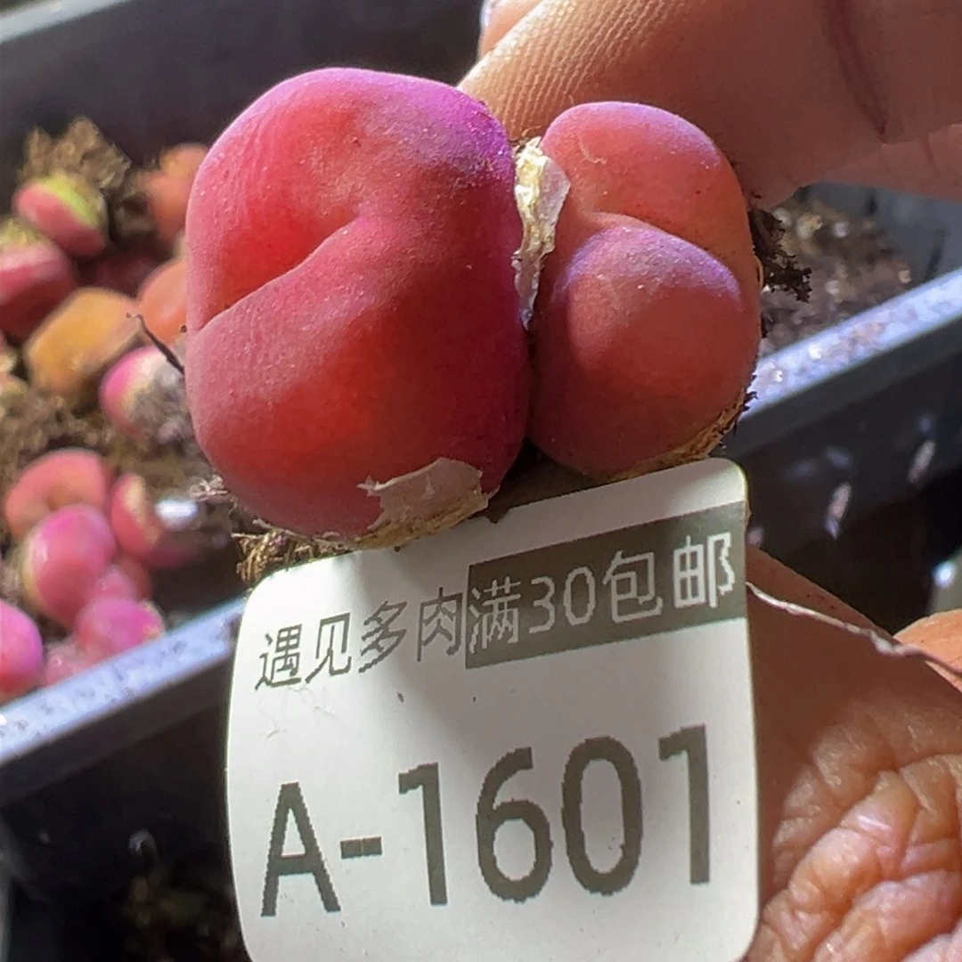 多肉植物1111111111111111
