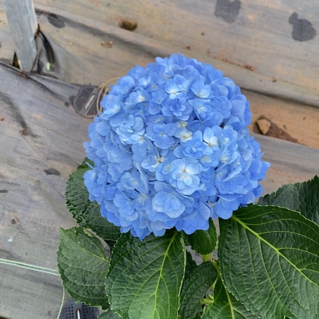 704号绣球/有色差介意勿拍（3单冷链包邮、偏远补运费发德邦）