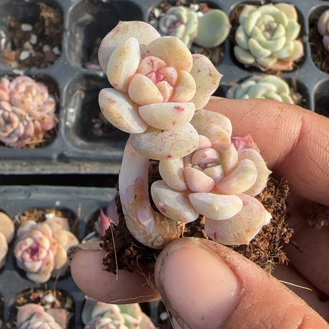 多肉小卡拉米糖心一物一拍