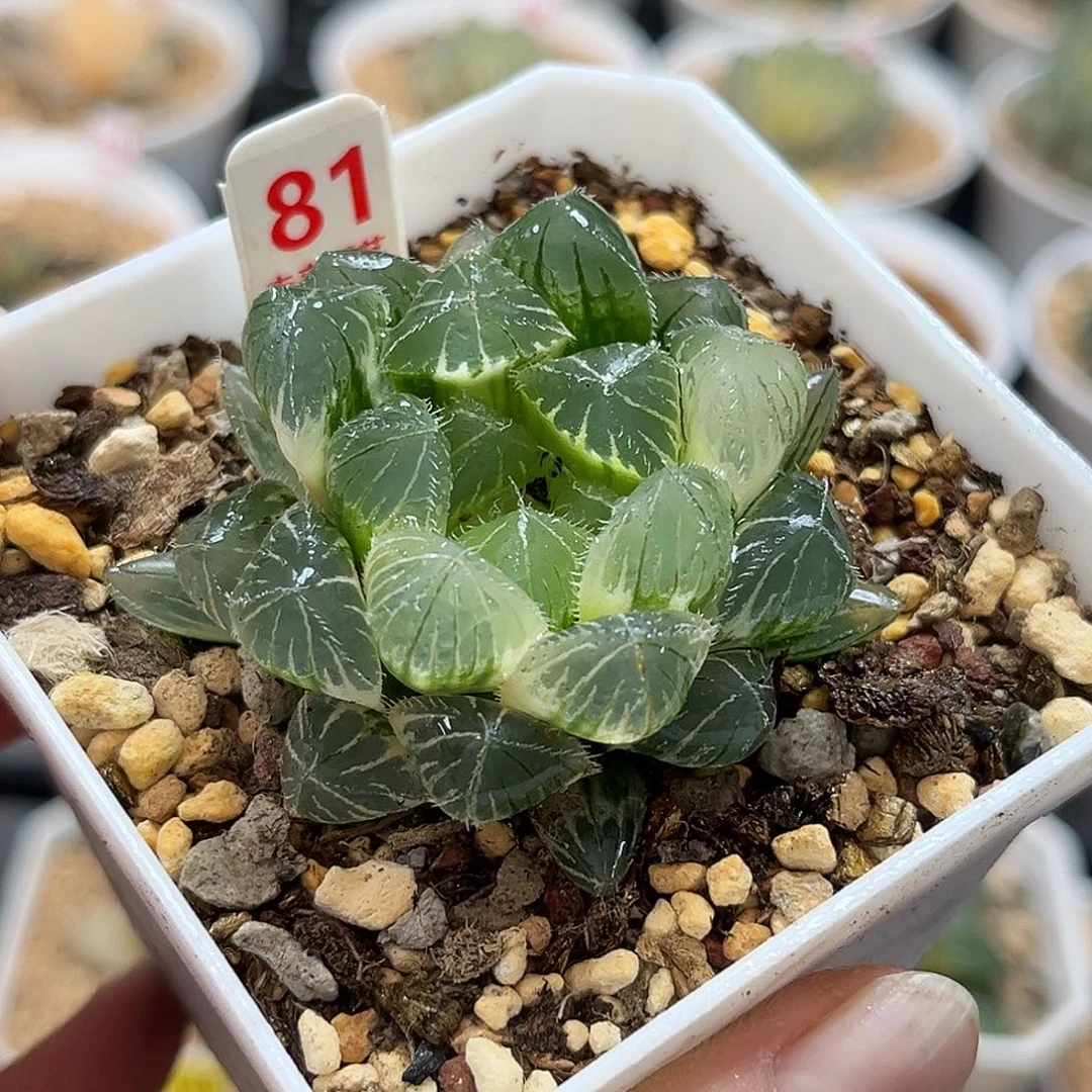 81后翻糊赤线玉露锦福利
