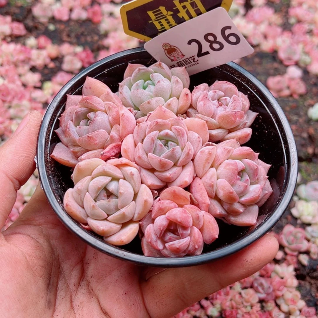 当前无花朵，栽培后可花朵