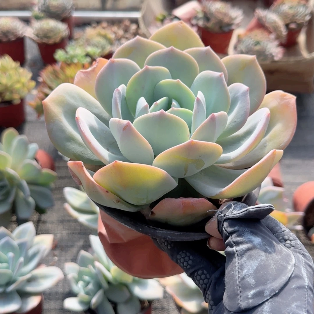 无花朵奶茶大单头