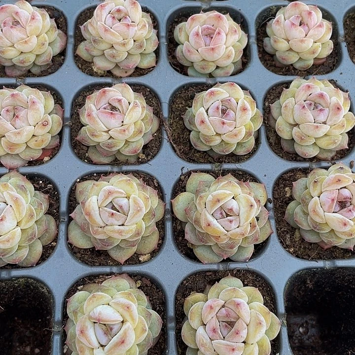 小冰葡萄1元带土发