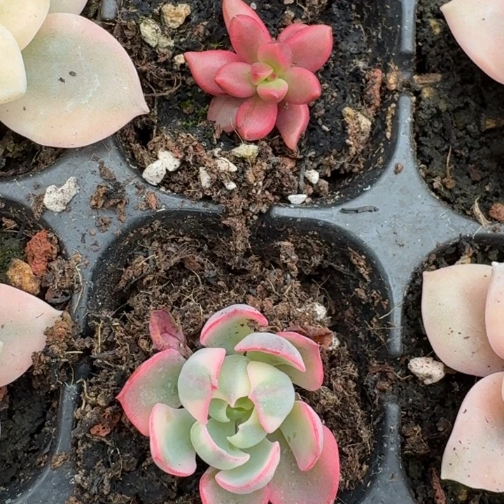 大叶雨滴一物一拍