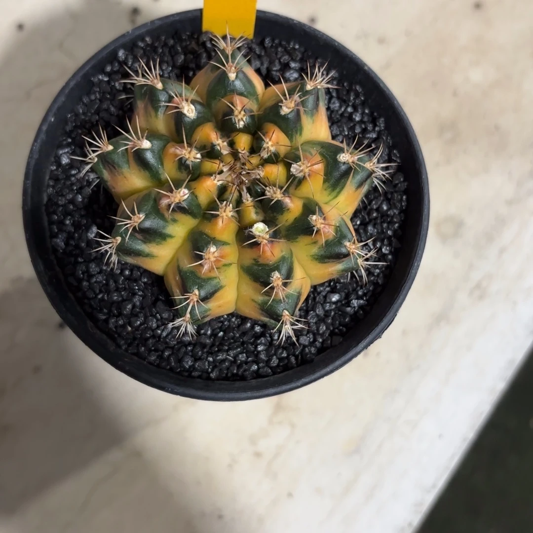 大***子280-1125泰国发货多肉