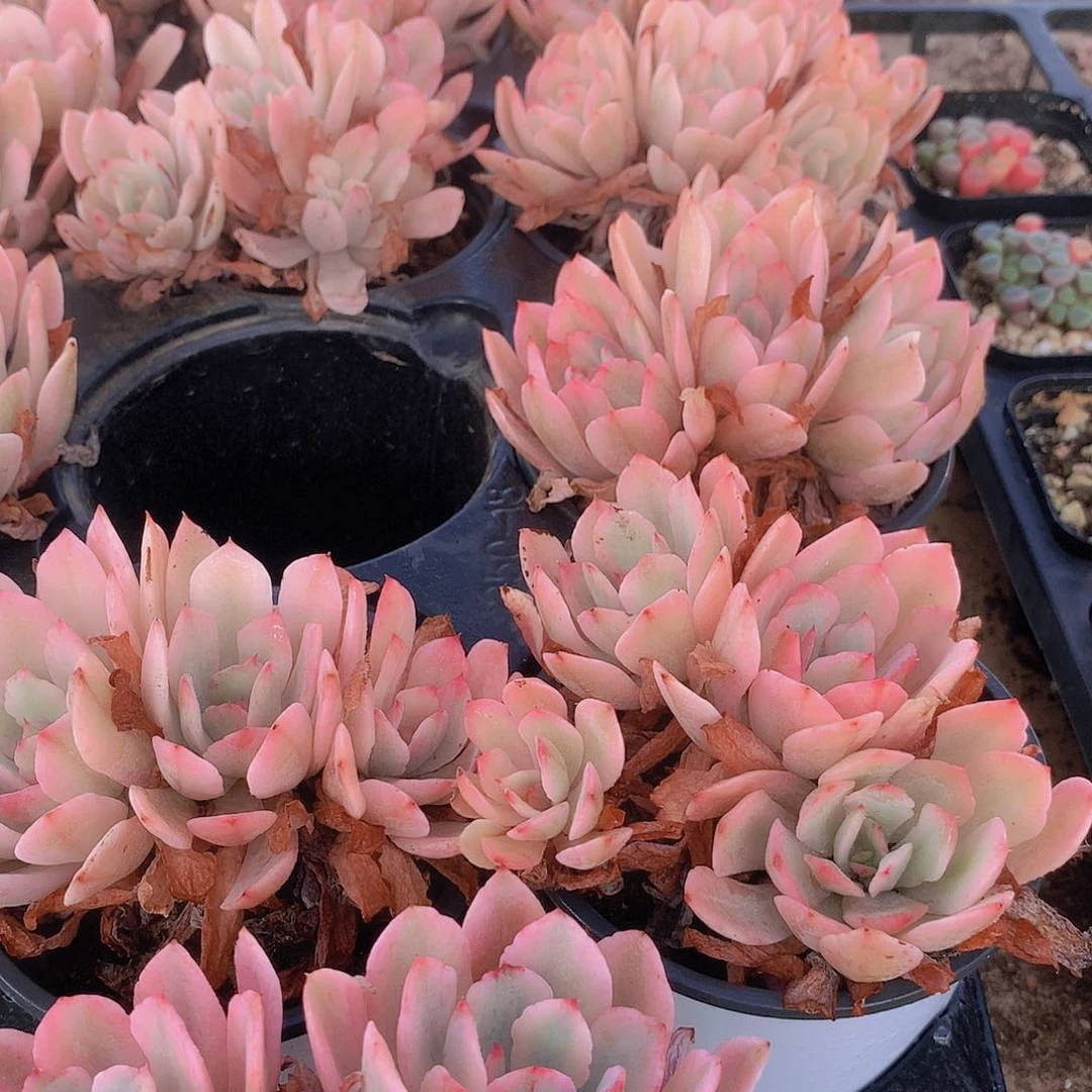 花车锦2盆234567888900