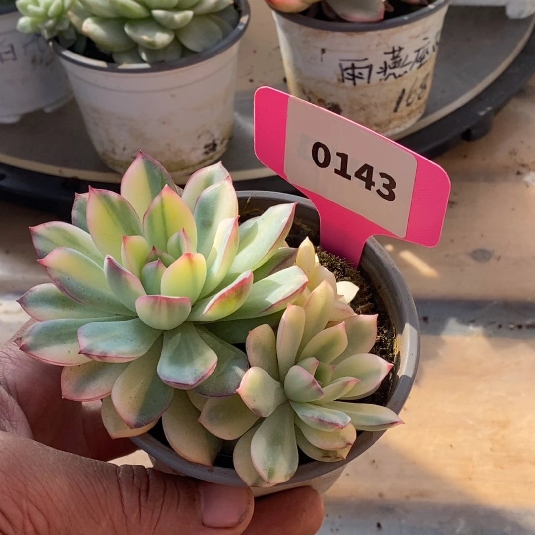 0143雨燕座哈哈哈哈哈哈哈
