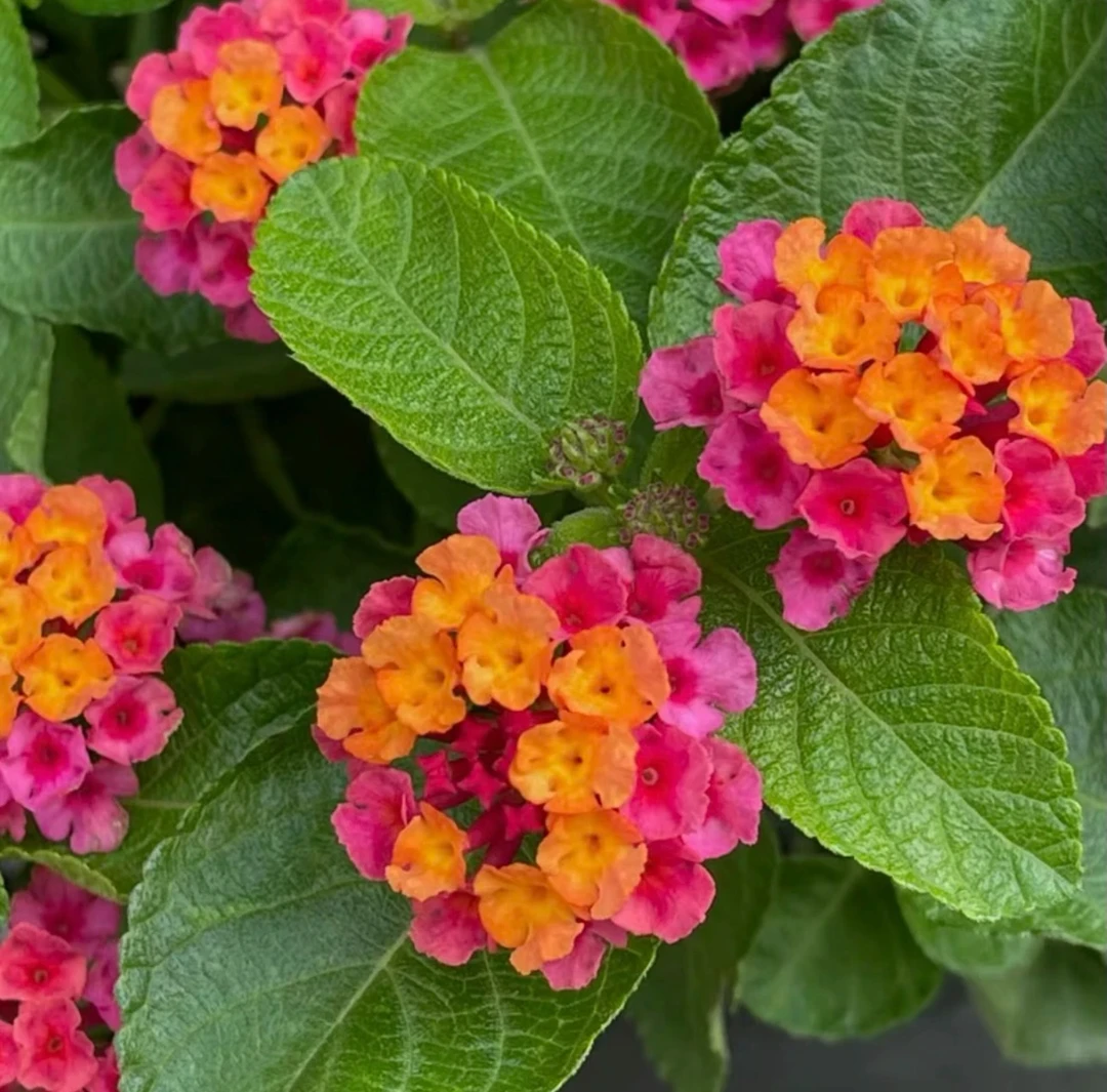五彩梅盆栽花（简易盆）只发新疆  全疆包邮