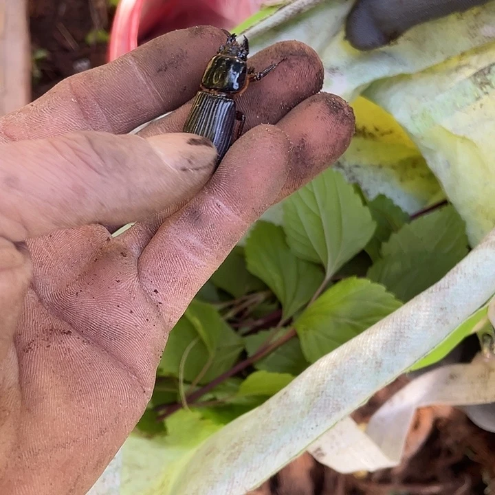 甲虫哦哦哦可以哦哦哦