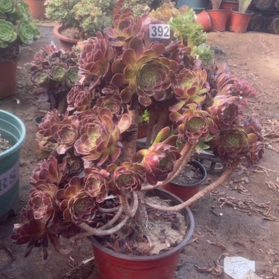 微瑕红魔392号多肉植物