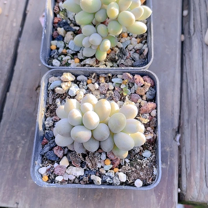 多肉植物多肉植物