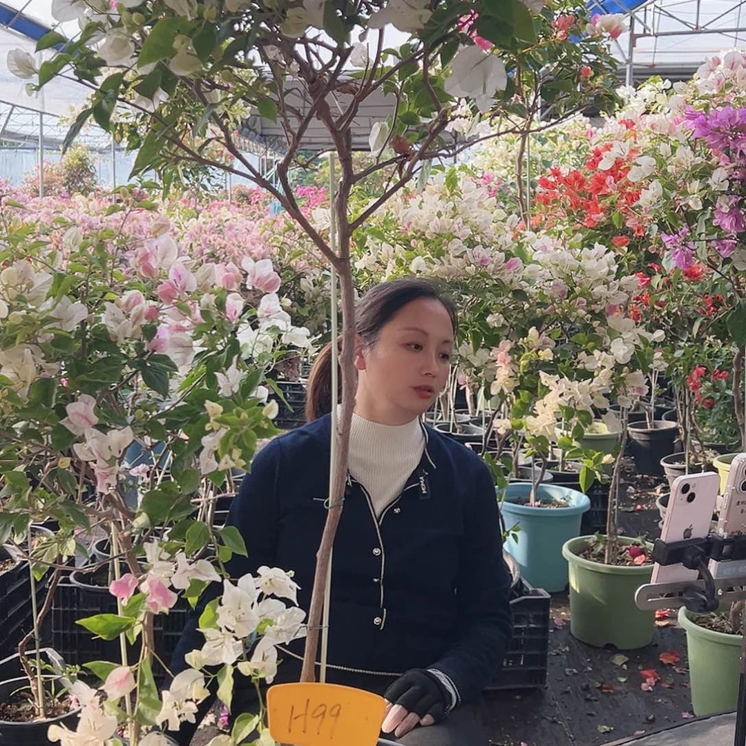 衰***欣大部分花苞少量开放H99广红樱