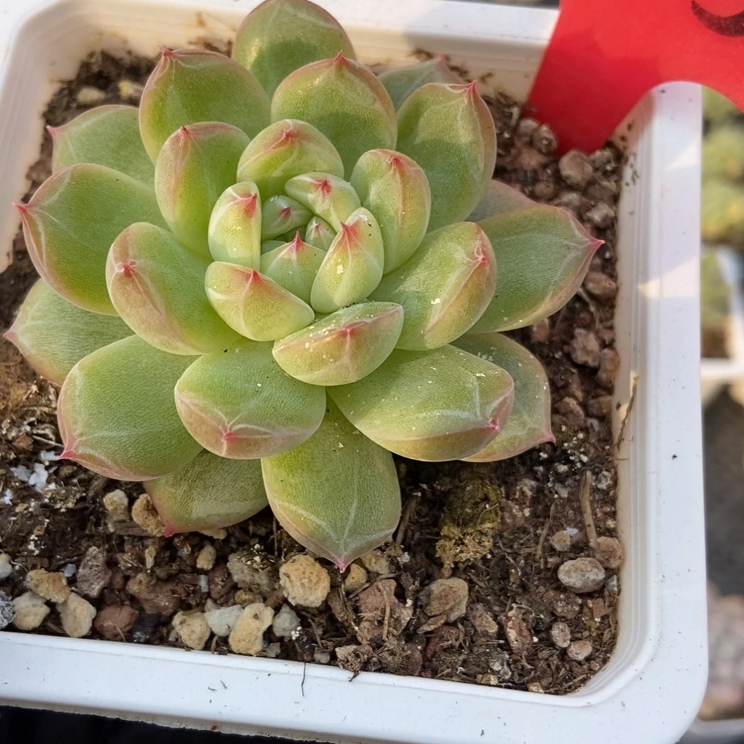 35雪花珍妮多肉植物