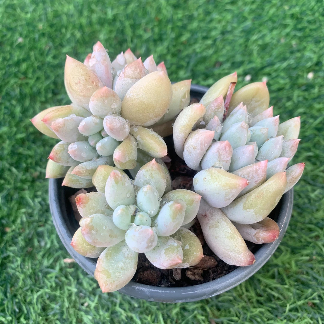 所罗门无砍群精品多肉植物盆栽阳台花卉一单包邮