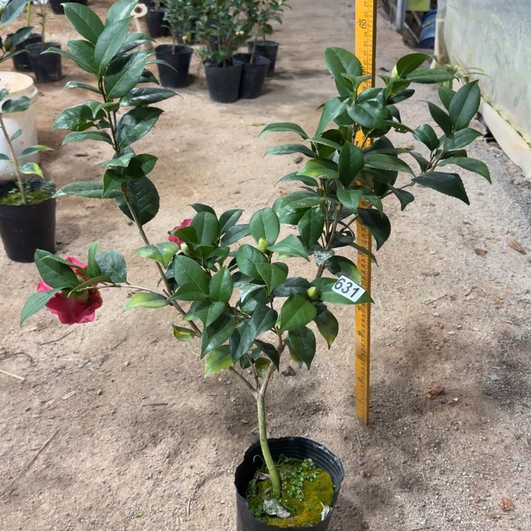 少量花朵（建议范围：2朵-5朵 或40%以下）631红干贝利