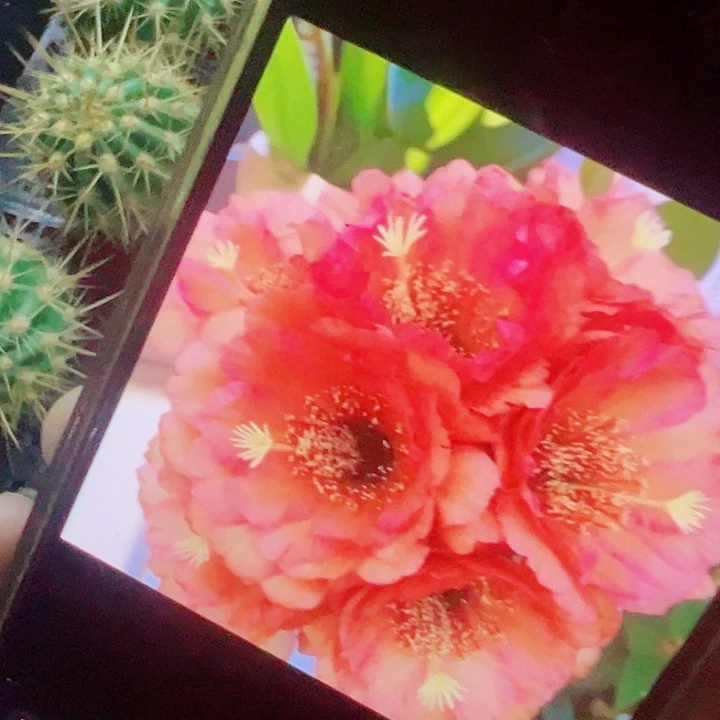 毛花柱 vr11侧芽 满20包邮