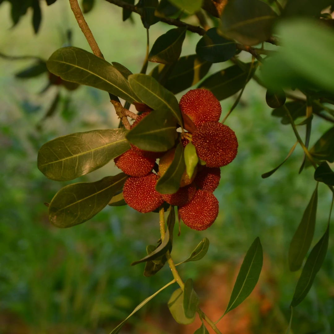 【次日达】现摘新鲜杨梅果1斤装2斤4斤5斤10斤同城小时达