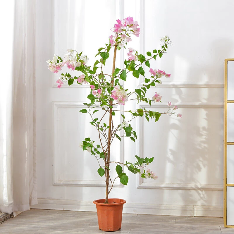 【两小时达】绿樱三角梅盆栽高飘枝阳台四季好养爬藤植物开