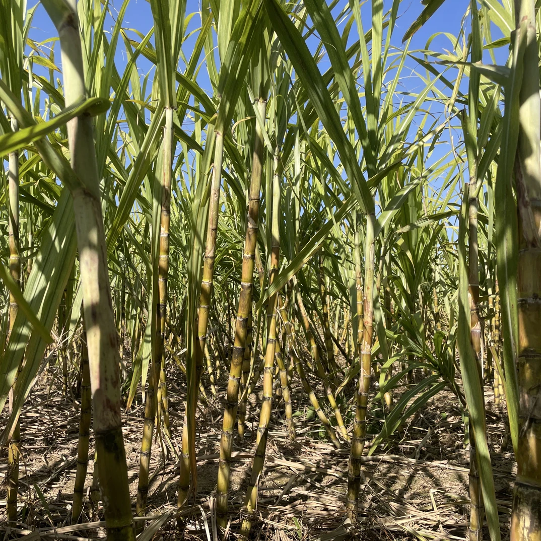 湖南黄金甘蔗苗四季易种黄金甘蔗多汁脆皮