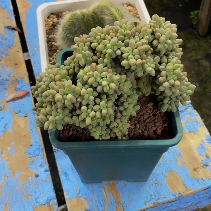 超***杰一物一拍一物一拍