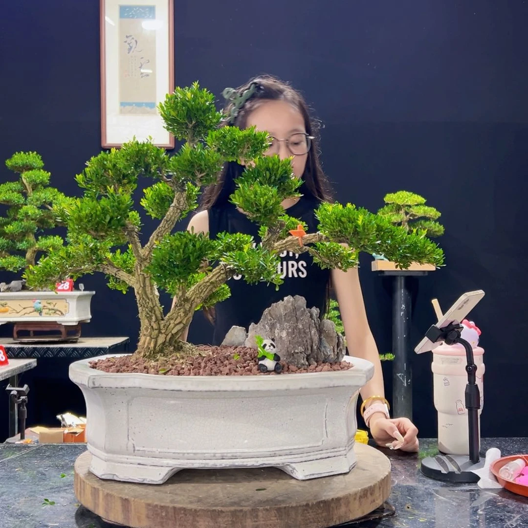 无花朵黄杨盆景四季常绿
