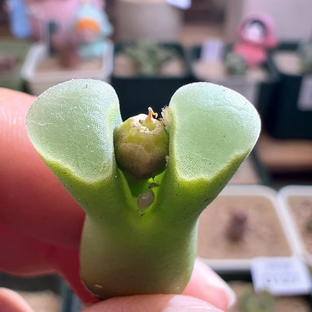 193。稀有编号翡翠绿翻窗