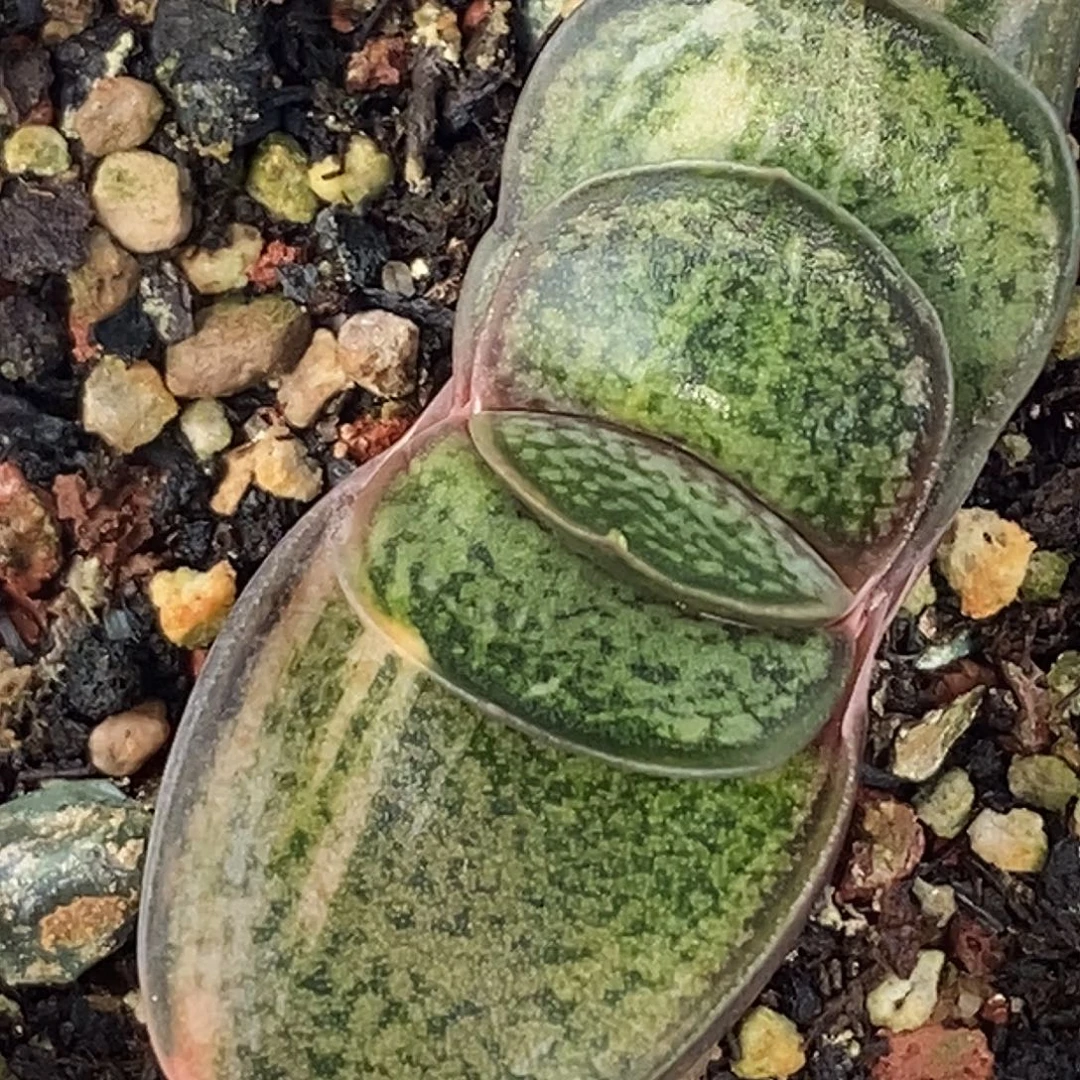 不带盆脱土裸根发货