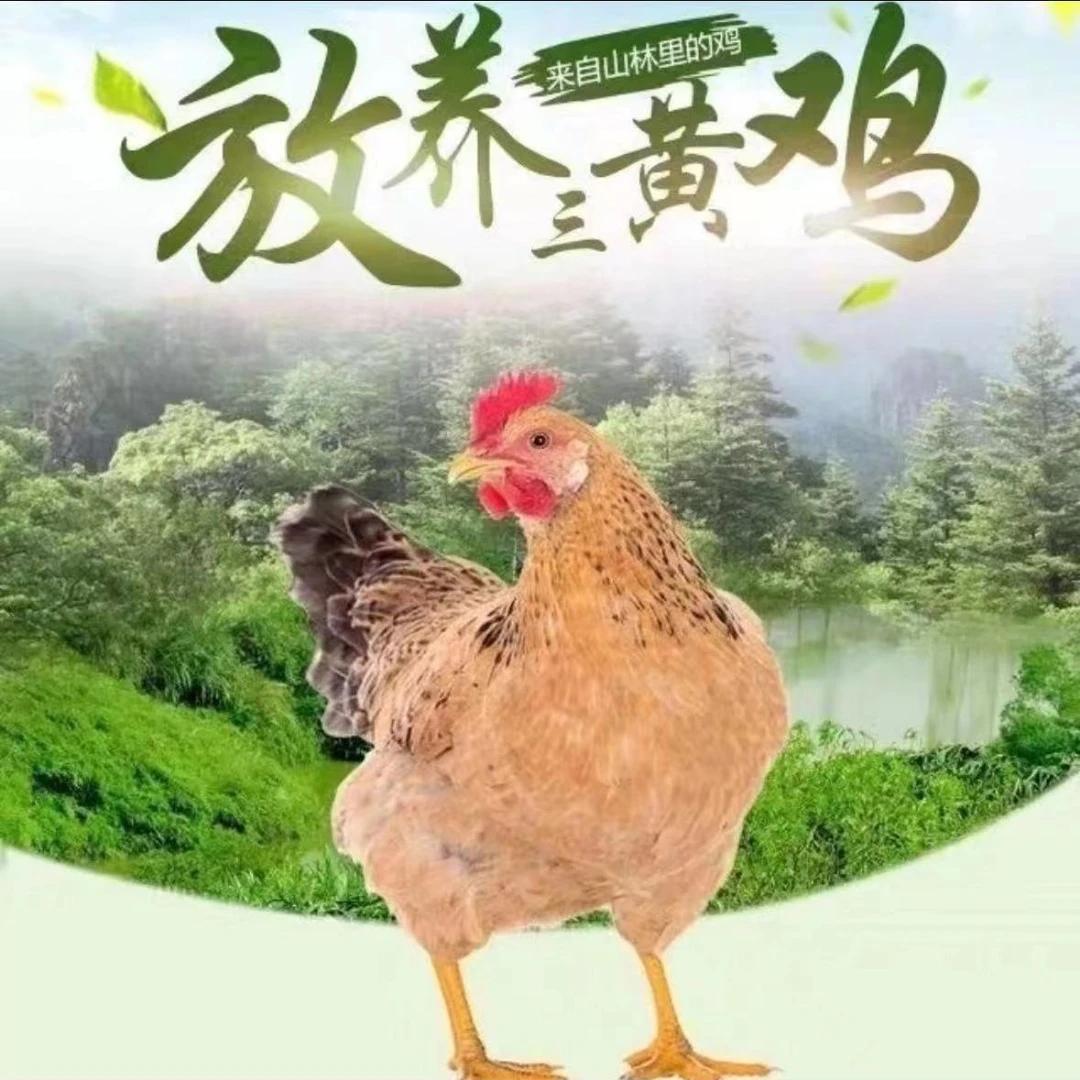 【到手三只】散养土鸡走地鸡净膛冰冻发货肉新鲜总重2千克左右E