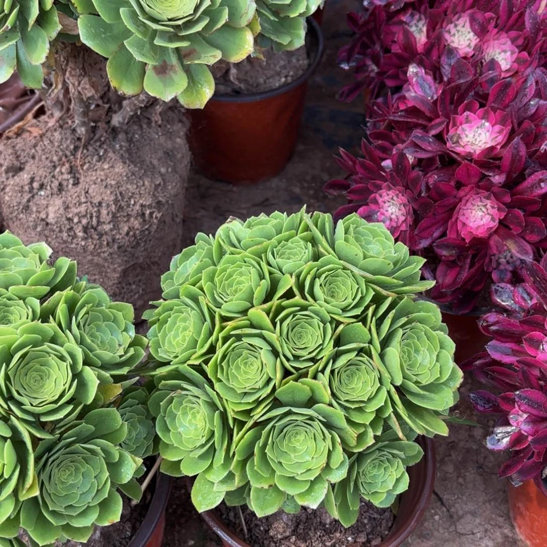 绿玫瑰绣球9.9多肉植物