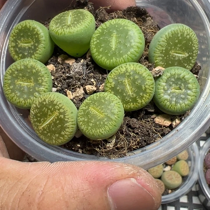 【闪购商品】 869。