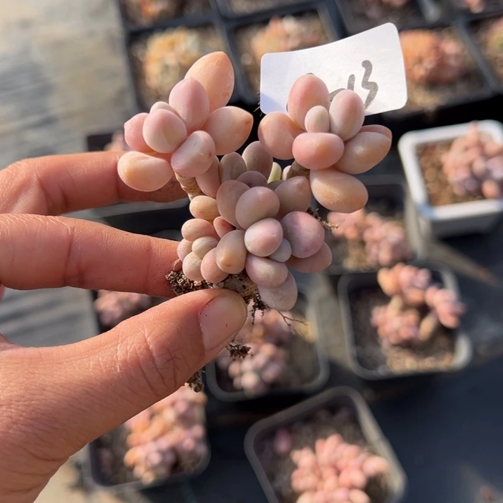 18-13粉色恋人小鹿