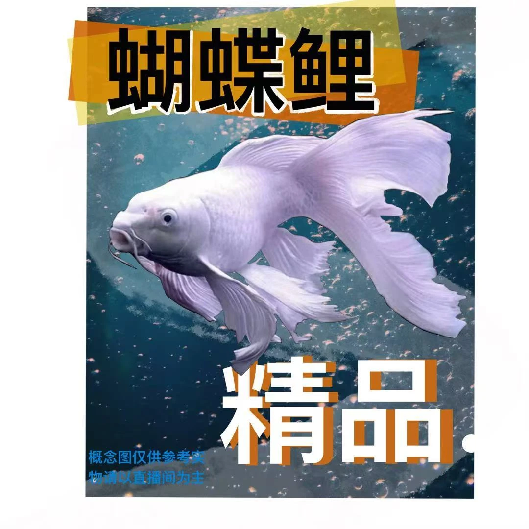 纯种大鳍长尾蝴蝶鲤玛雅蝴蝶鲤冷水观赏鱼好养耐活