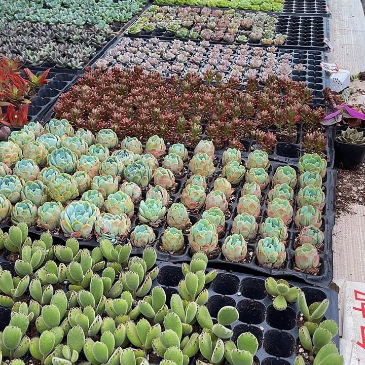 30颗一组30个品种组合