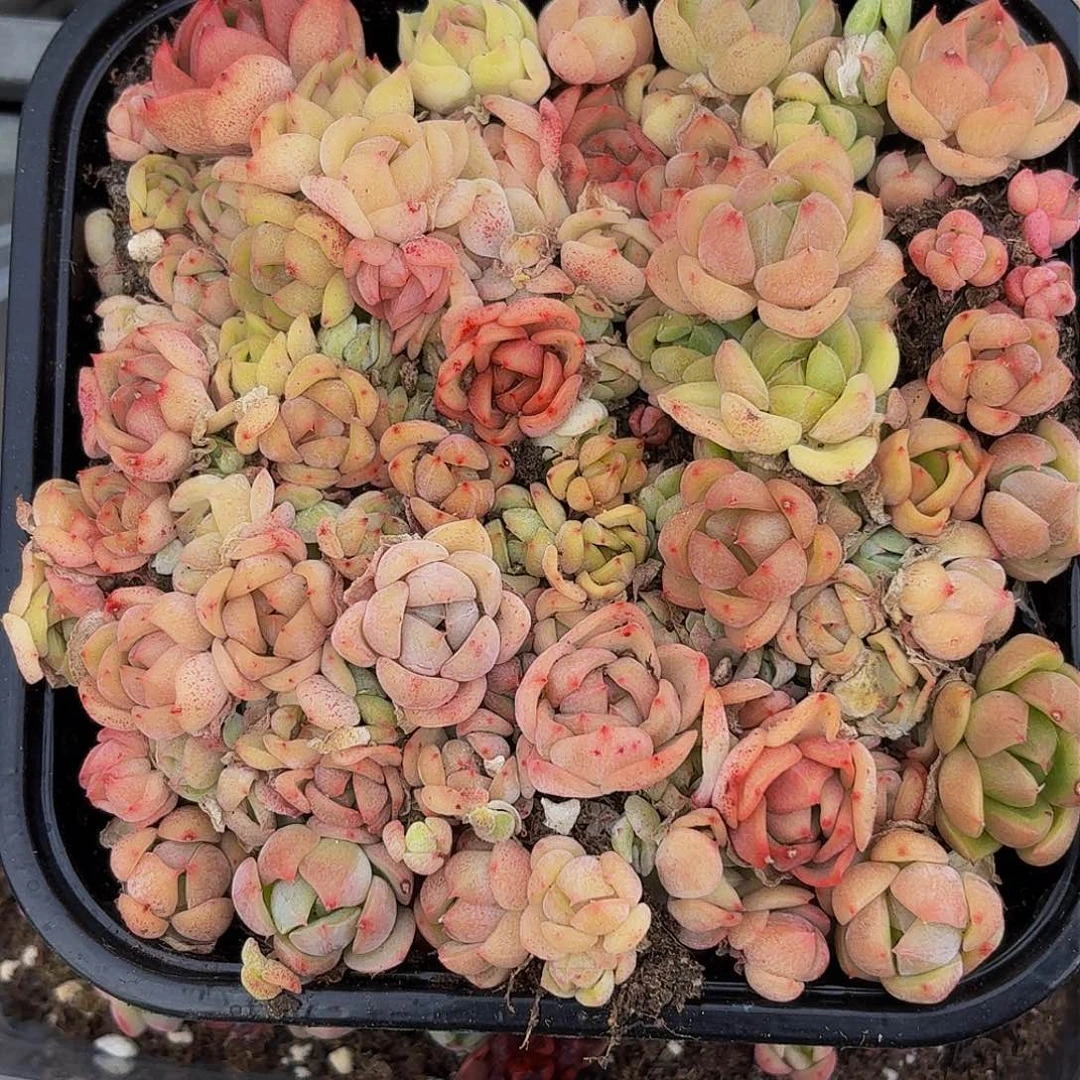 多肉植物多肉植物320