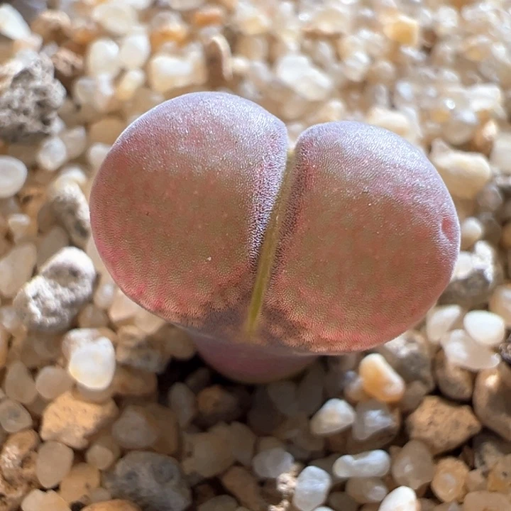 w830 c10正版。特宽窗。