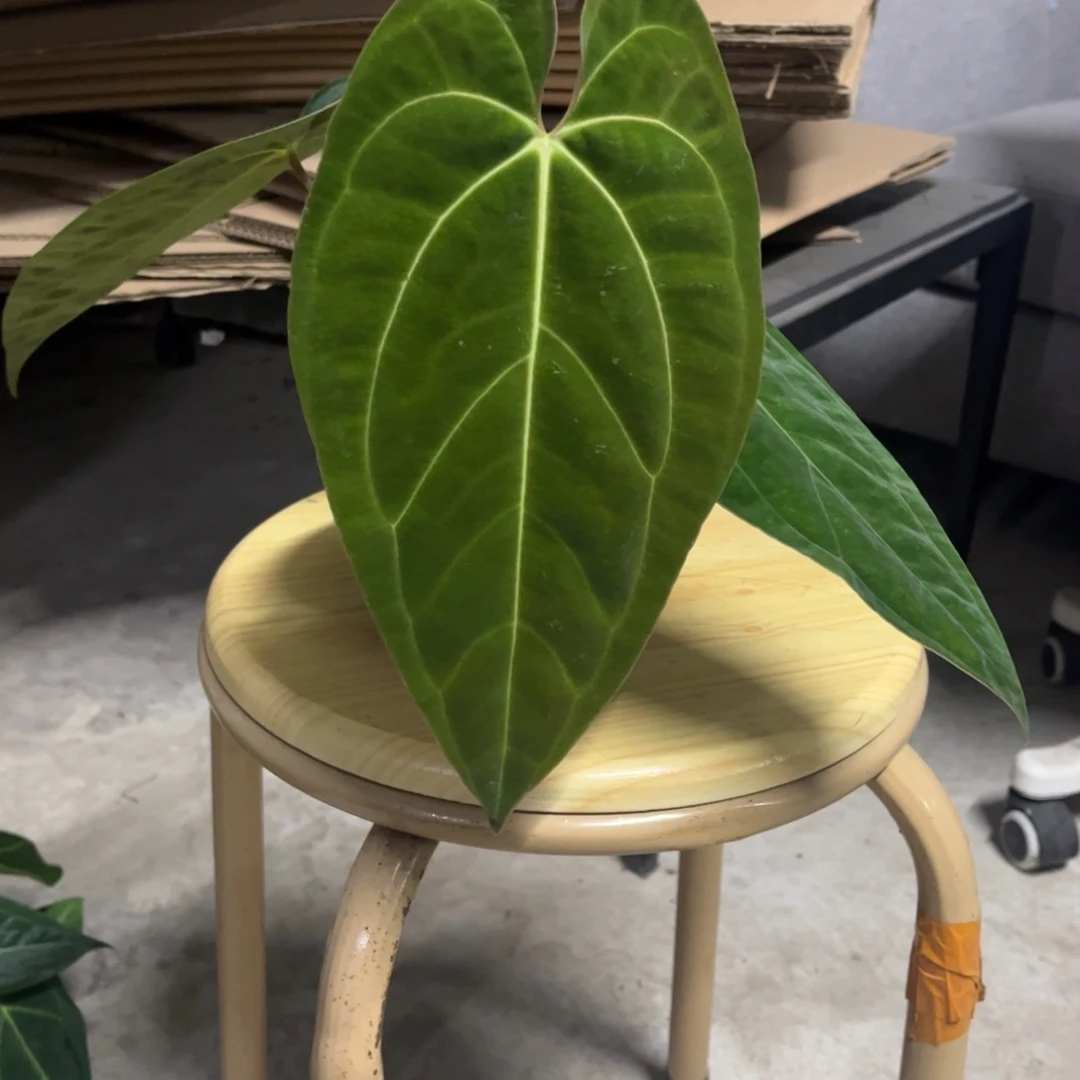 无花朵12 加通湖杂贝斯（活动两颗包邮 不售后）