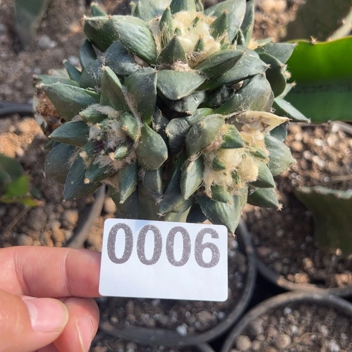 龙牙牡丹群仙人球006号